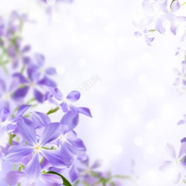 紫色小花绿叶边框背景