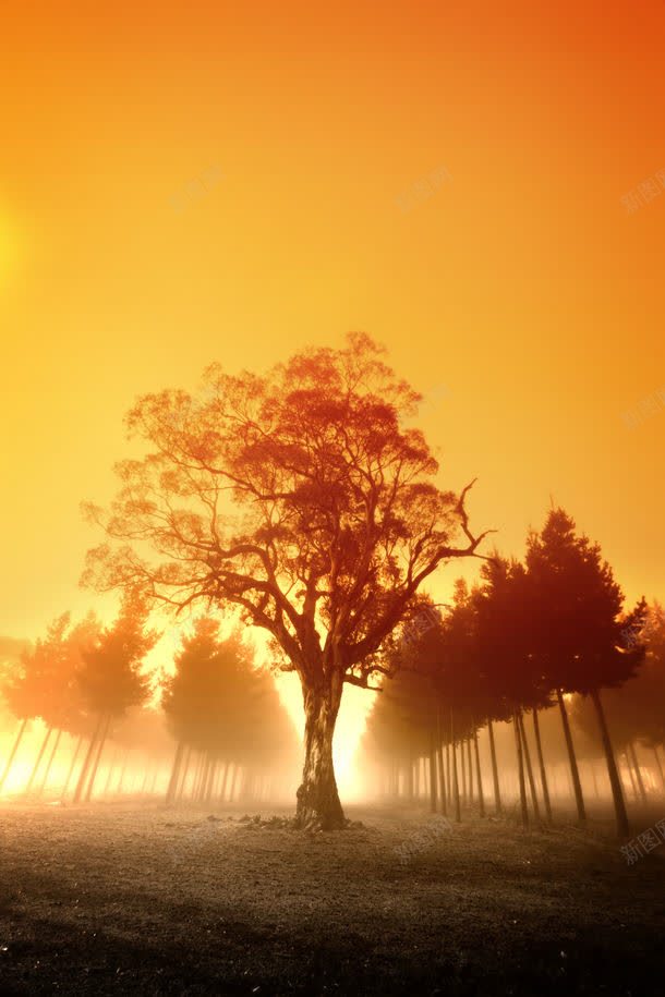 大树摄影jpg设计背景_88icon https://88icon.com 休闲旅游 公园 其它类别 图片素材 大树 景区 树木 植物 背景花边 自然风光 草地 高清大树摄影图片 高清大树摄影图片素材下载