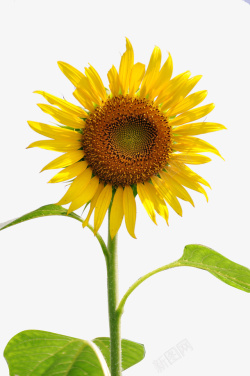 金葵花向日葵黄色花朵鲜花太阳花素材