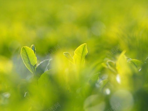 黄绿色树叶茶叶壁纸背景