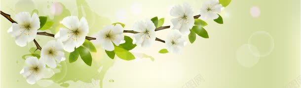 白色杏花banner背景jpg设计背景_88icon https://88icon.com 光 树叶 简单背景 花朵