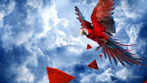 蓝天白云下的火红色鸟背景
