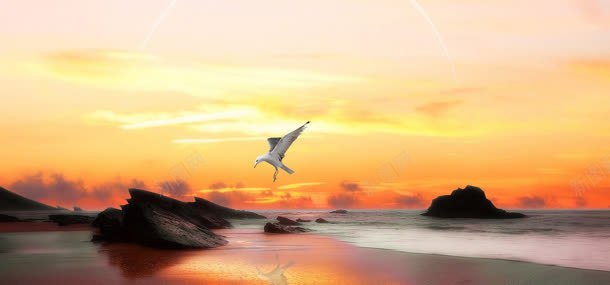 大海动物天空背景jpg设计背景_88icon https://88icon.com 动物 大海 天空 海鸥
