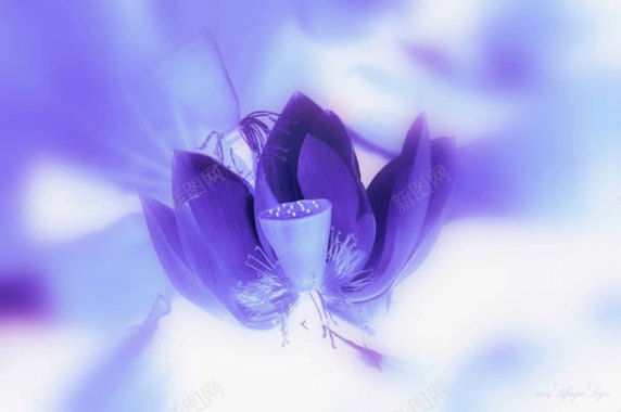 紫白色梦幻模糊花朵背景