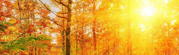 唯美枫叶jpg设计背景_88icon https://88icon.com 枫叶