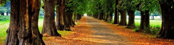 秋天街道背景jpg设计背景_88icon https://88icon.com 叶子 树叶 秋天 落叶