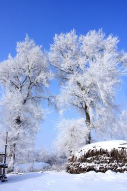 霜冻白色霜冻树枝美景高清图片
