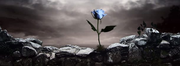 动漫岩石中的蓝玫瑰背景banner背景