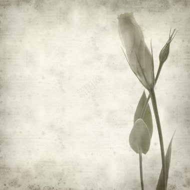 黑白花朵背景背景