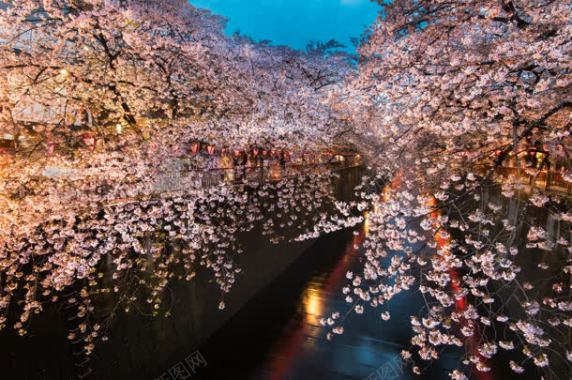 绚丽唯美河流樱花摄影图摄影图片