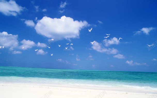 蓝天白云大海海鸥背景