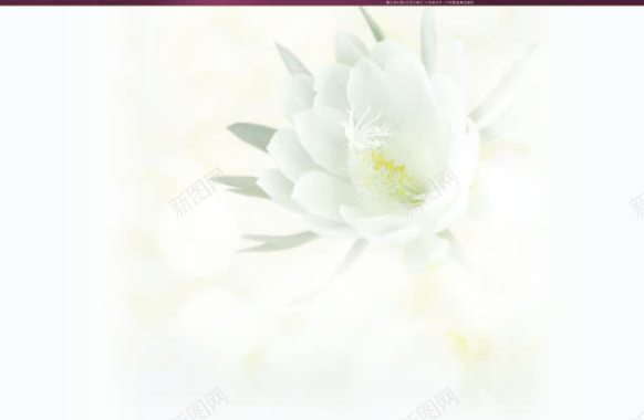 白色花朵护肤品宽屏背景