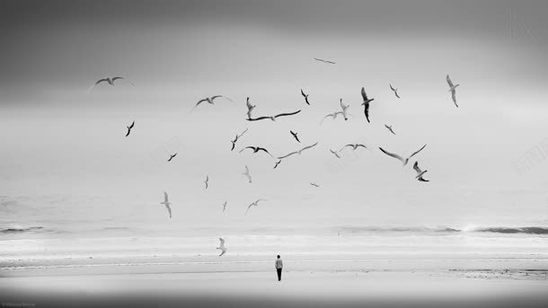 黑白风格环境渲染海鸥海边任务摄影合成摄影图片