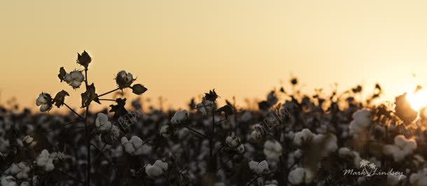 棉田棉花摄影拍摄摄影图片