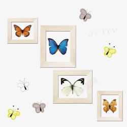 蝴蝶照片和标本素材