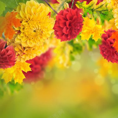 秋天树叶背景背景