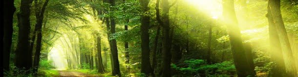 梦幻森林背景背景