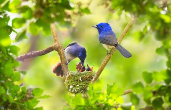 站在枝头上蓝色小鸟背景