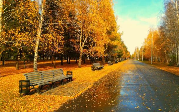 秋季黄色落叶小路背景