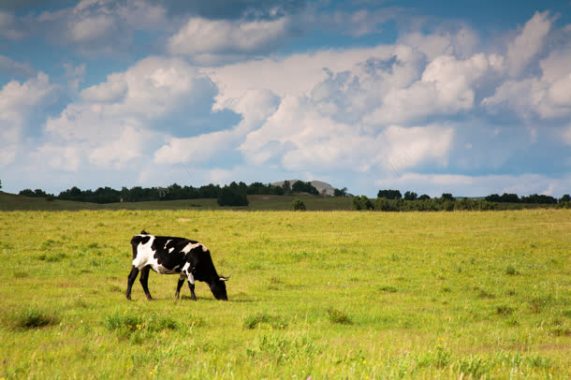 一直黑白小奶牛吃草背景
