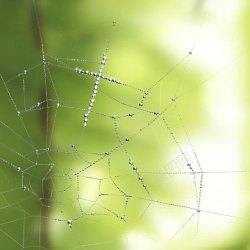 蜘蛛网油画图片蜘蛛网油画高清图片