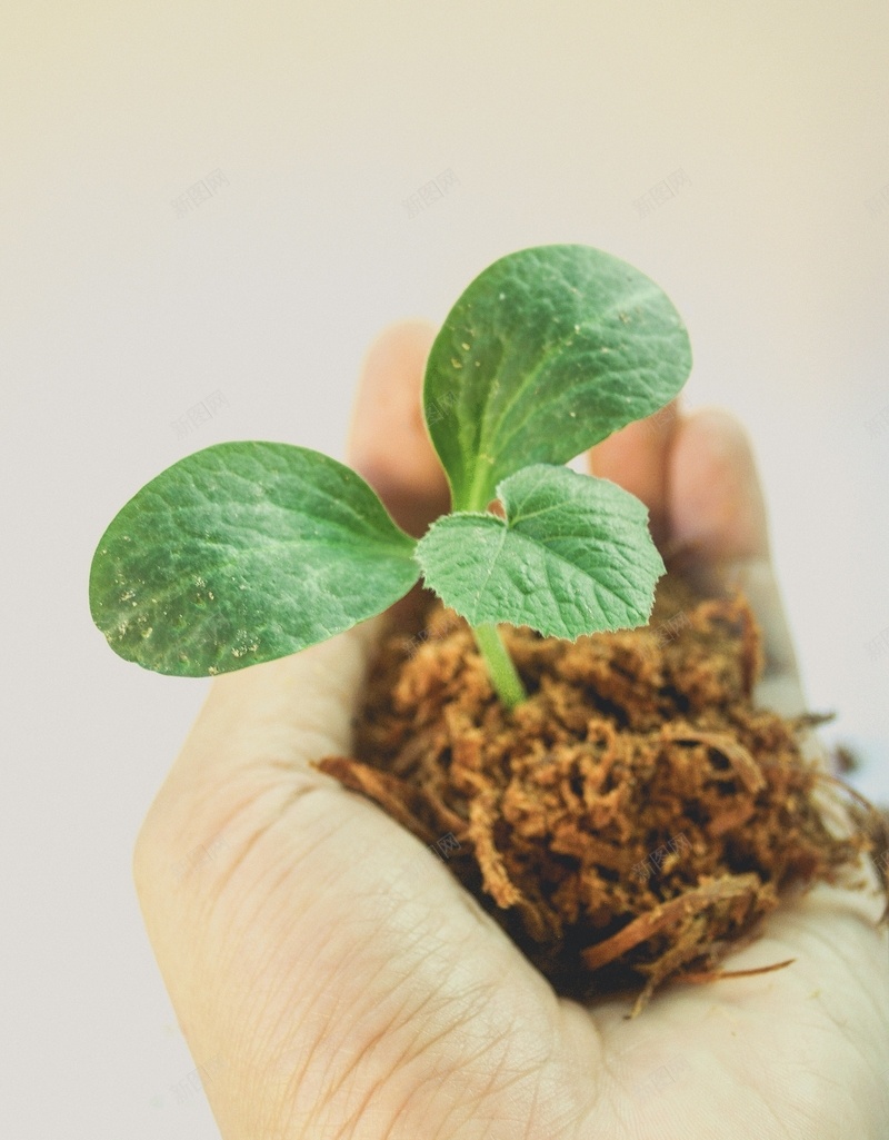 捧着泥土里的芽jpg设计背景_88icon https://88icon.com 发芽 手 春天 泥土