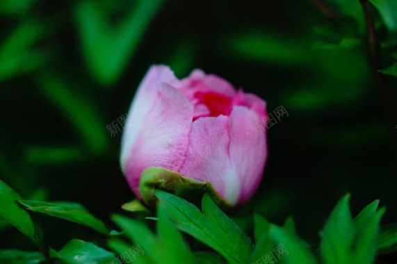 含苞待放的粉红色花蕾正面背景