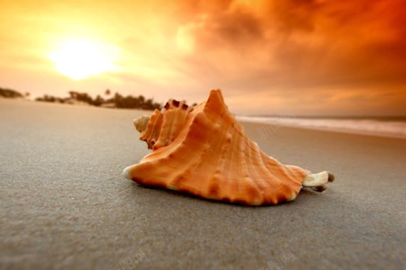 沙滩贝壳太阳西下黄昏美景背景