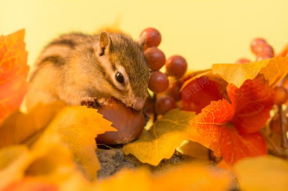秋天的叶子和花栗鼠摄影背景