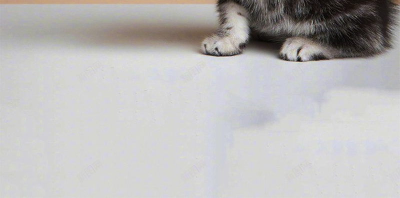 早安猫咪心语图jpg设计背景_88icon https://88icon.com 图 小清新 日签 早安 早安图 猫咪