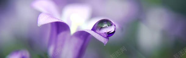 花朵上的紫色水珠背景
