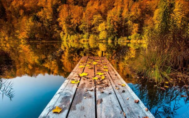 树林木板湖泊秋天背景