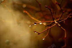 雨后树枝树枝雨后大树水珠高清图片