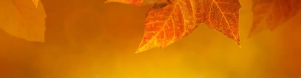 金黄的秋天枫叶背景