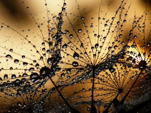 蜘蛛网上的美丽水珠背景