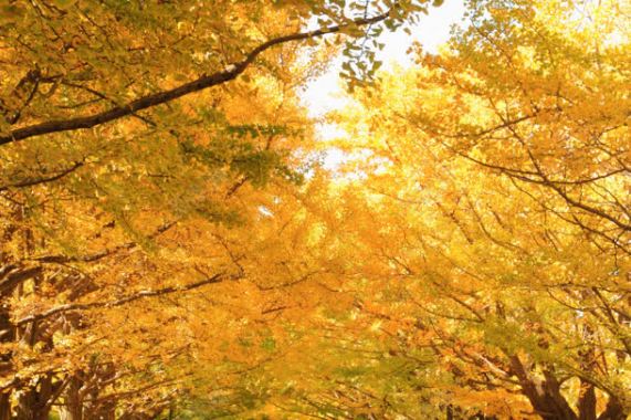 秋天梦幻黄色树叶背景