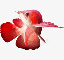 手绘风格化动物红龙鱼素材
