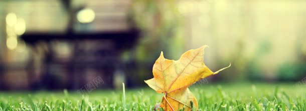 落叶背景