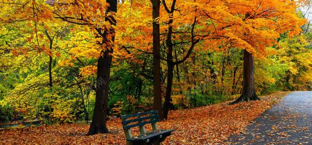 秋季公园背景背景