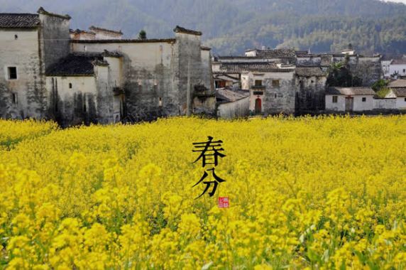 春分黄花的海洋背景背景