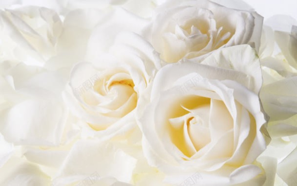 白色鲜艳的玫瑰花朵背景
