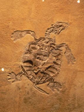 乌龟化石背景