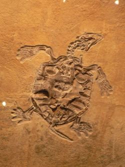 乌龟化石图片乌龟化石高清图片