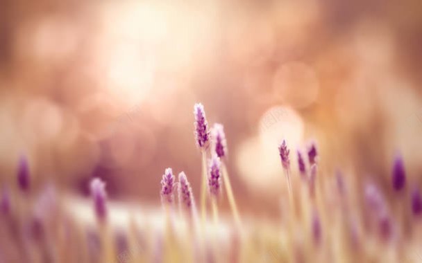 唯美浪漫的紫色小草背景