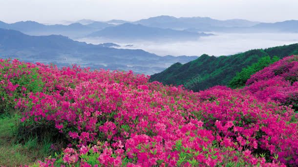 大山唯美花朵白云背景