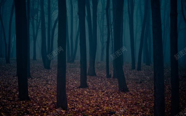 秋季昏暗深林落叶海报背景背景