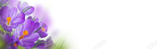 教师节鲜花banner创意jpg设计背景_88icon https://88icon.com 1920px 紫色花朵 老师 节日 鲜花 黑板