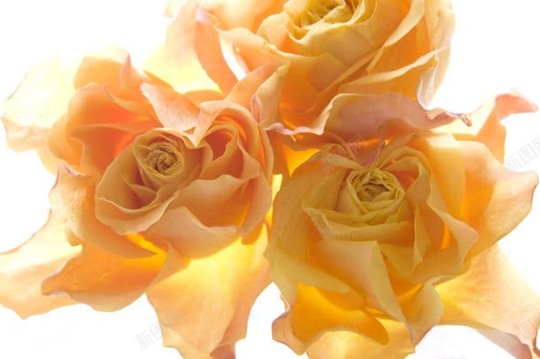 简洁的黄粉色花朵jpg设计背景_88icon https://88icon.com 简洁 粉色 花朵