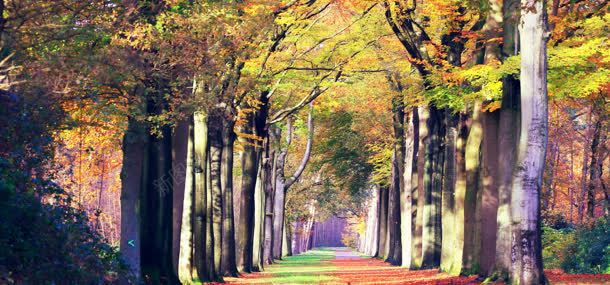 树林道路背景jpg设计背景_88icon https://88icon.com 公园 树林 秋天 秋季 自然风光 道路