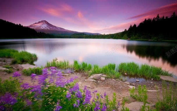 紫色天空湖泊草地背景